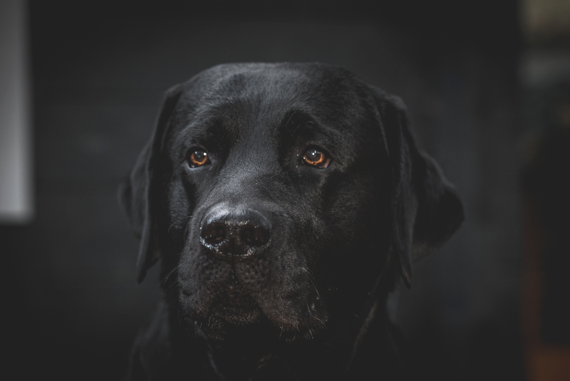 Quintus Portrait