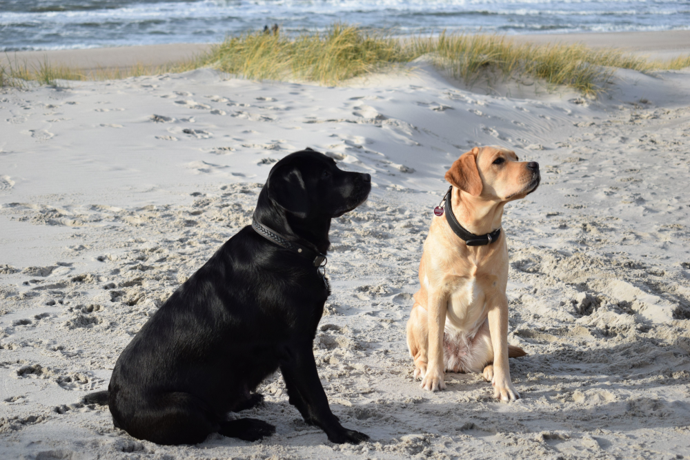 zusammen am Strand